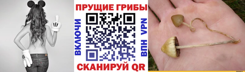 Галлюциногенные грибы GOLDEN TEACHER  Купить  Рудня 